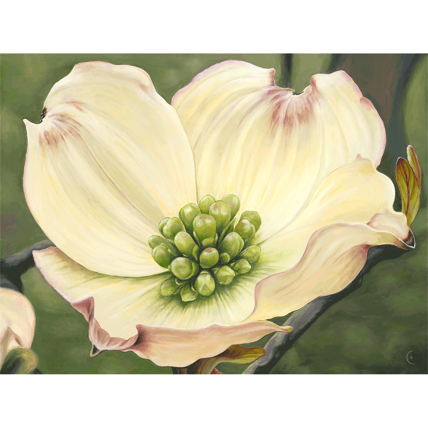 Dogwood Blossom premium canvas prints