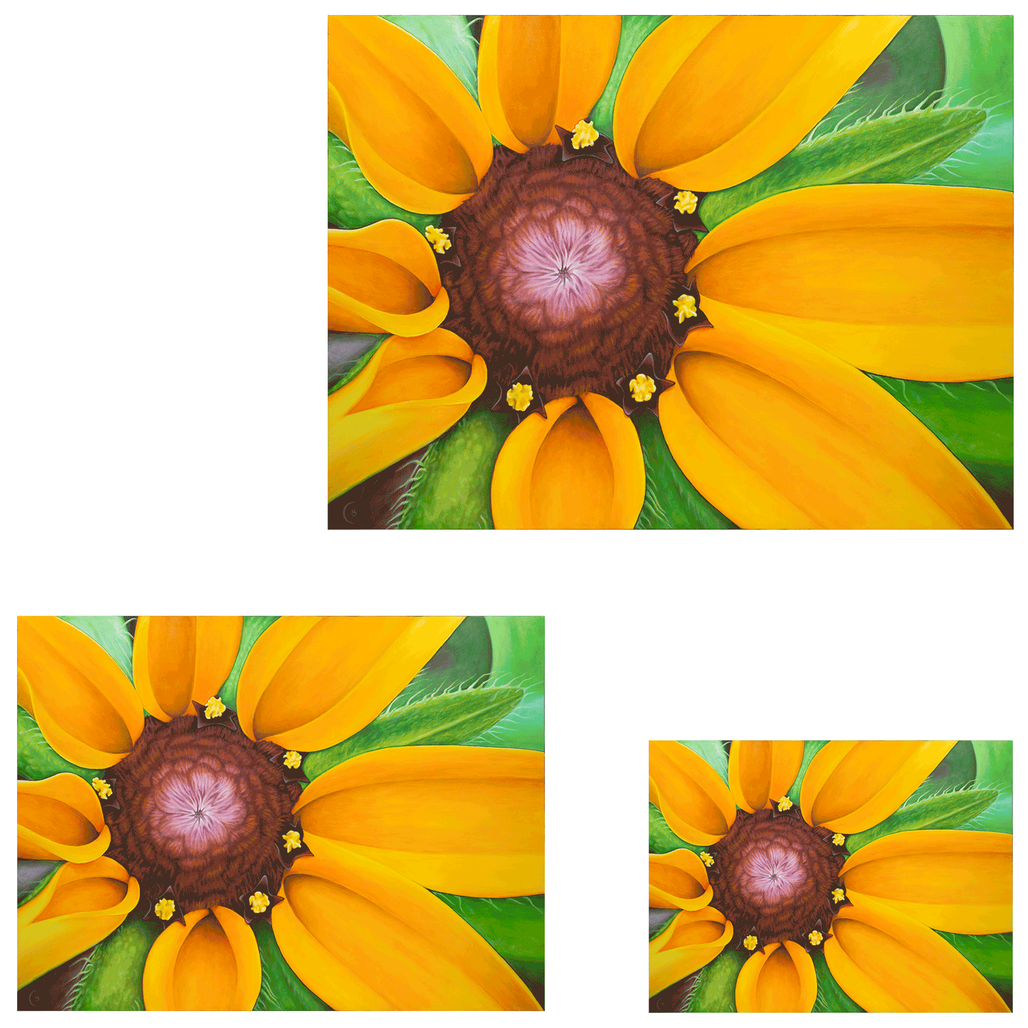 Close-up of a flower with yellow orange petals and brown central cone, displayed in three different sizes.