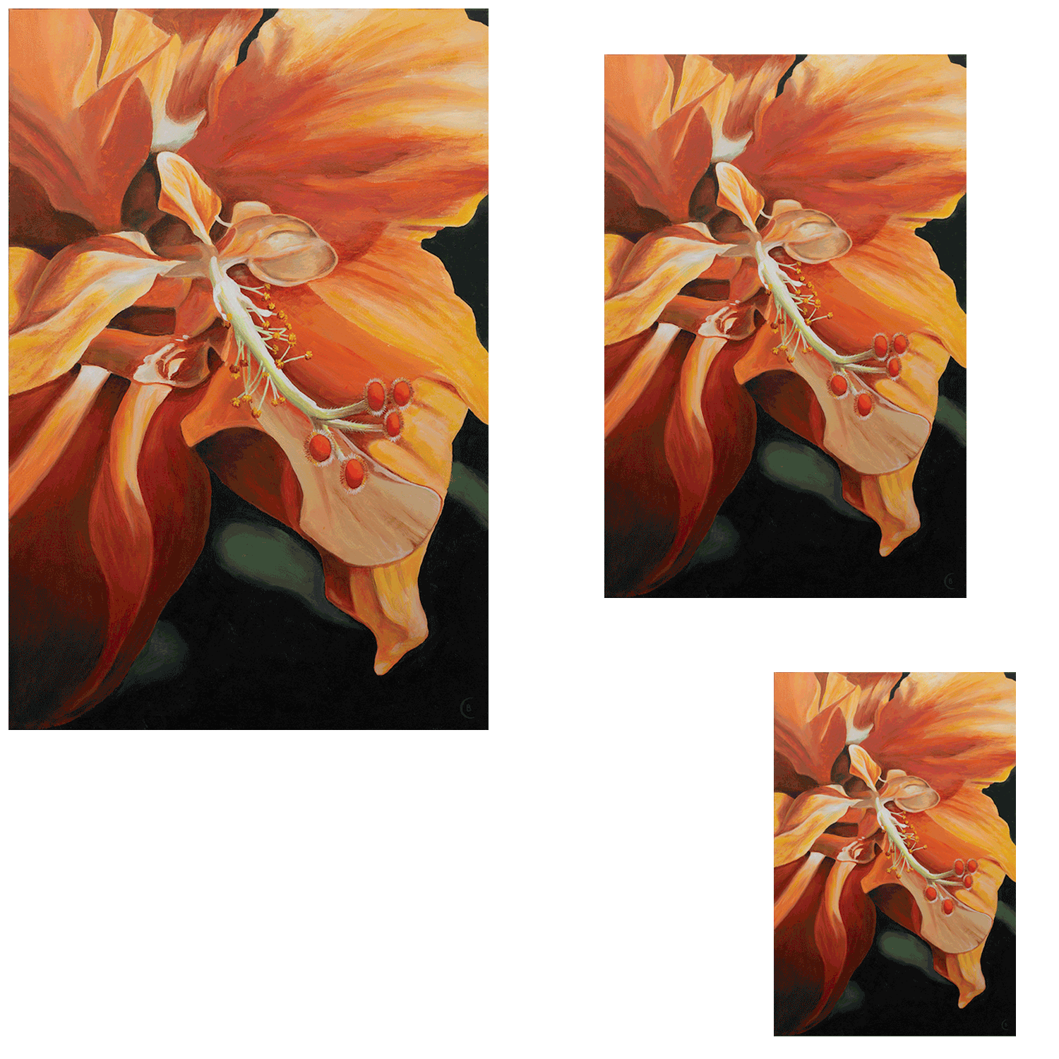Hibiscus-PaperPrintSizes.png