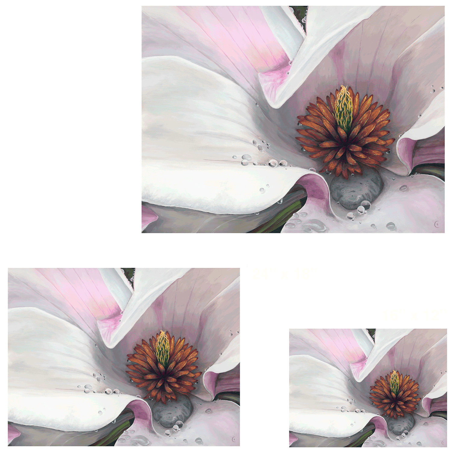 Close-up of a flower with white petals and pink-tinged edges, brown central cone, and water droplets on the petals, displayed in three different sizes.