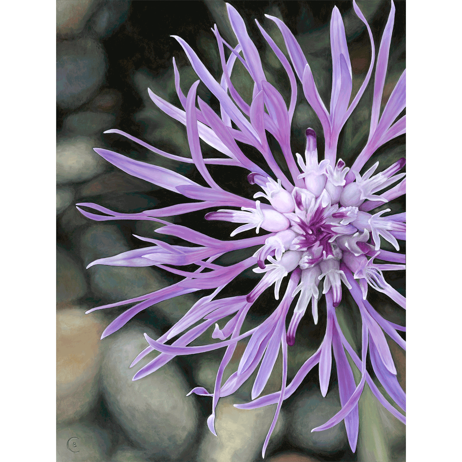 Knapweed On The Rocks premium canvas prints