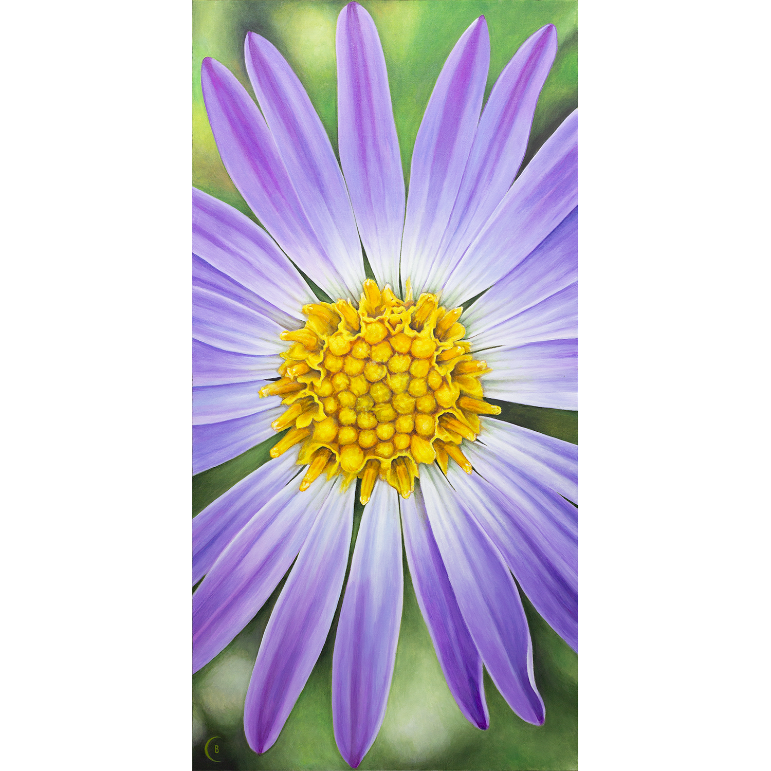 American Aster premium canvas prints