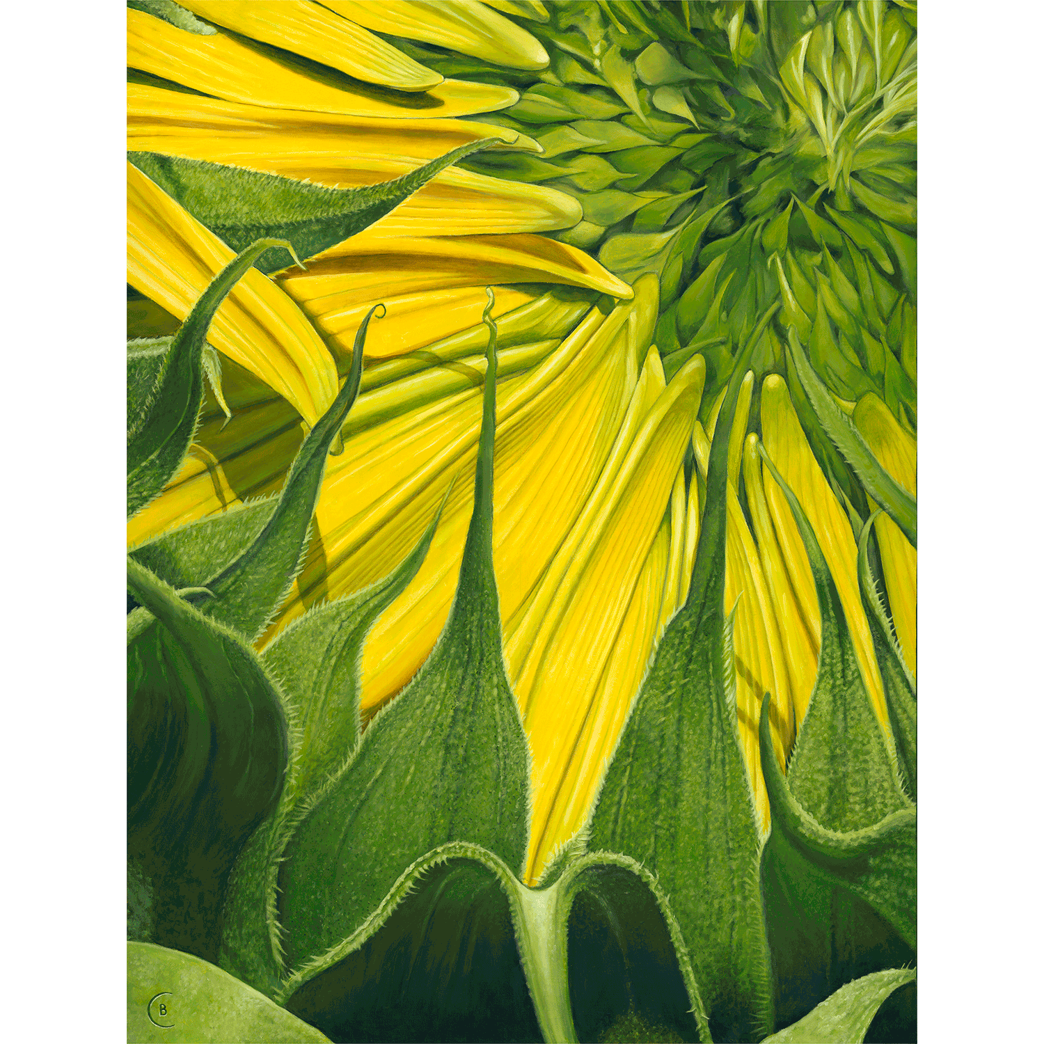 Sunflower Awakens premium canvas prints