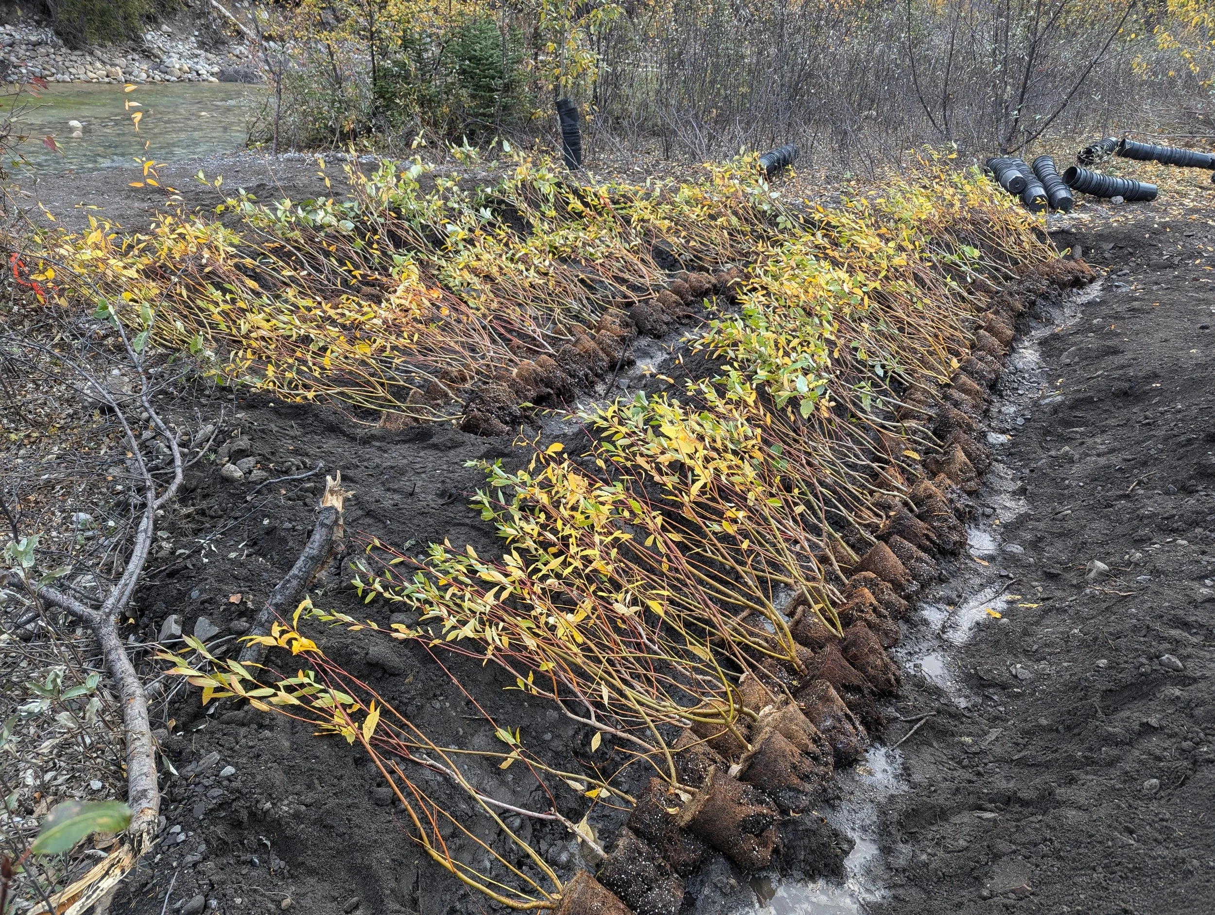 Ecohydraulics and Habitat Restoration
