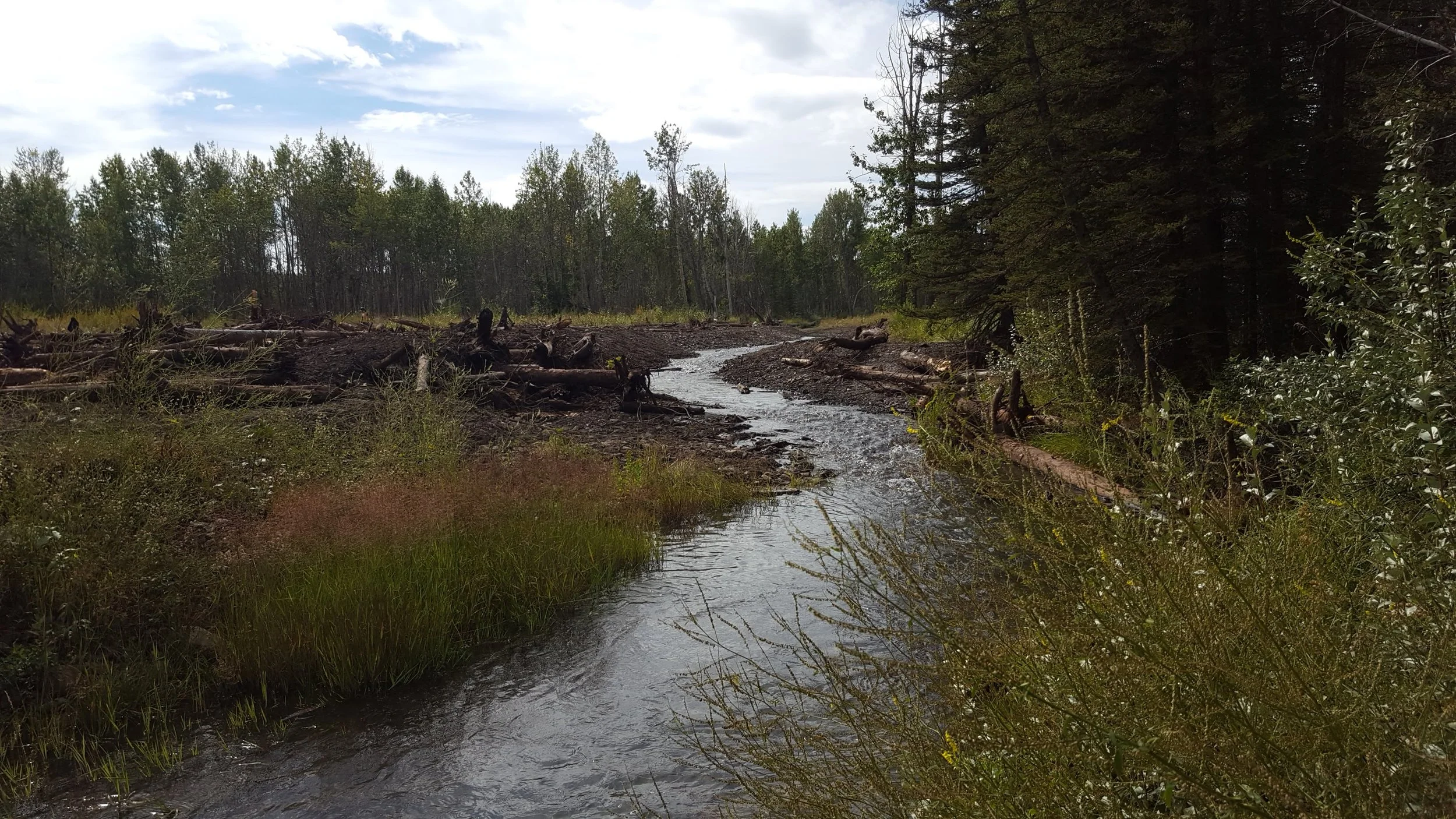 Ecohydraulics and Habitat Restoration