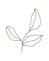 NCF - Nowata Community Foundation - Plant, Seed, Root, Branch, Fruit