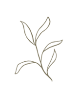 NCF - Nowata Community Foundation - Plant, Seed, Root, Branch, Fruit