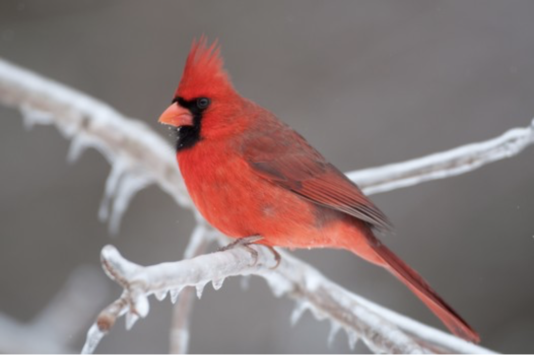 Winter Color Personality