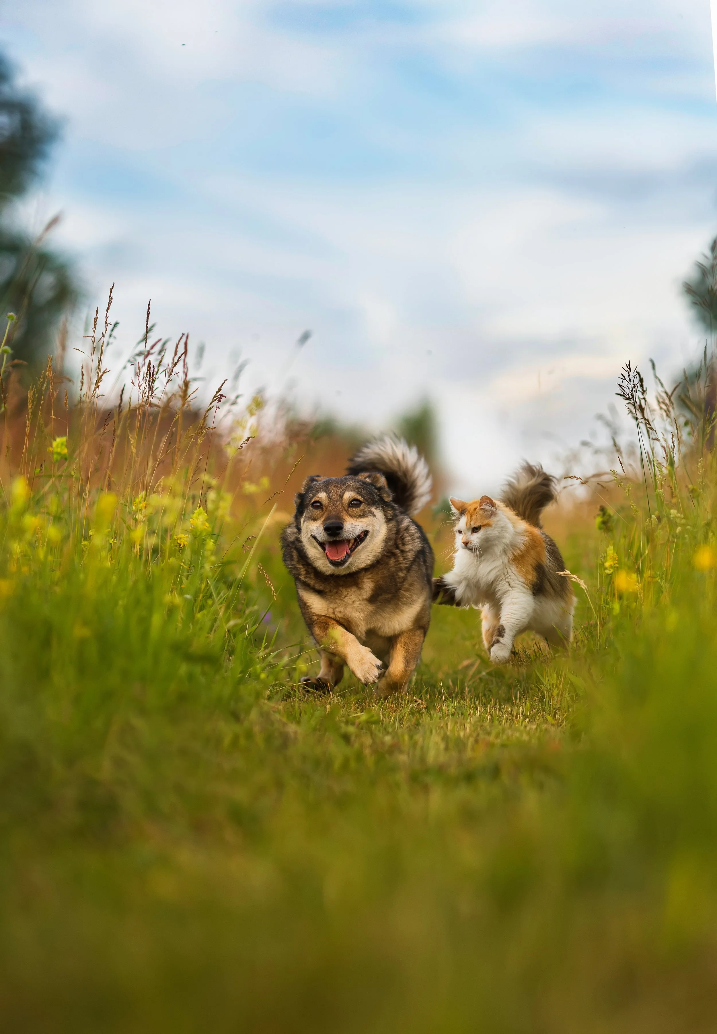 Dog and cat joyfully running side by side through a flower-lined field on a sunny day, playing together in nature.