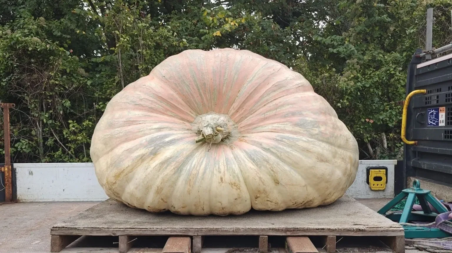 Giant pumpkin