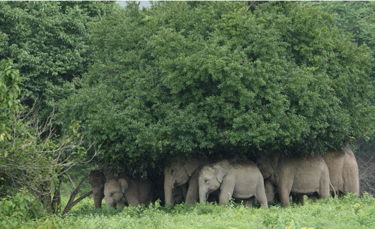 Elephants shelter from the rain