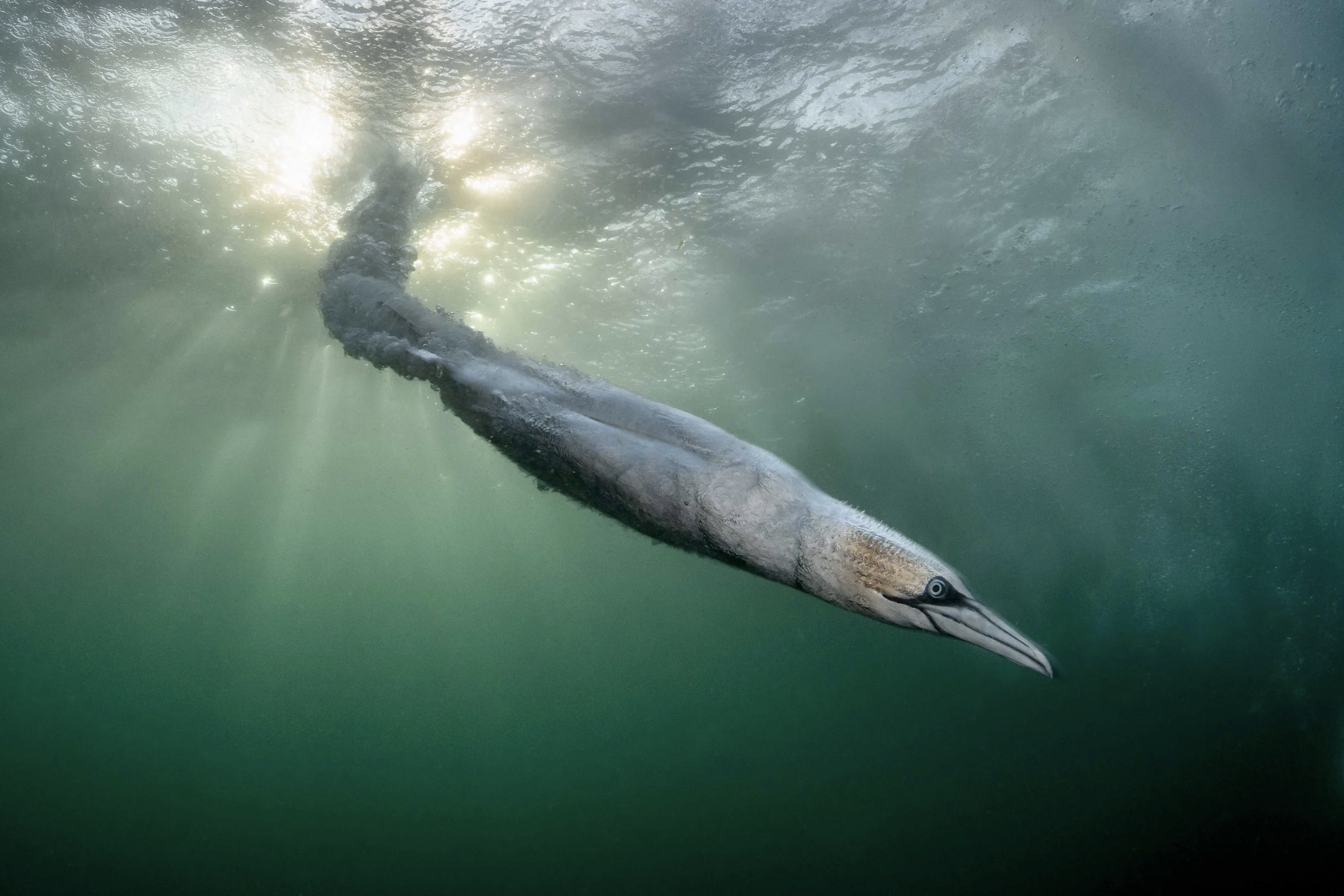 ‘Sunball Rocket’ by Henley Spiers. Overall Winner and Bird Photographer of the Year 2026.