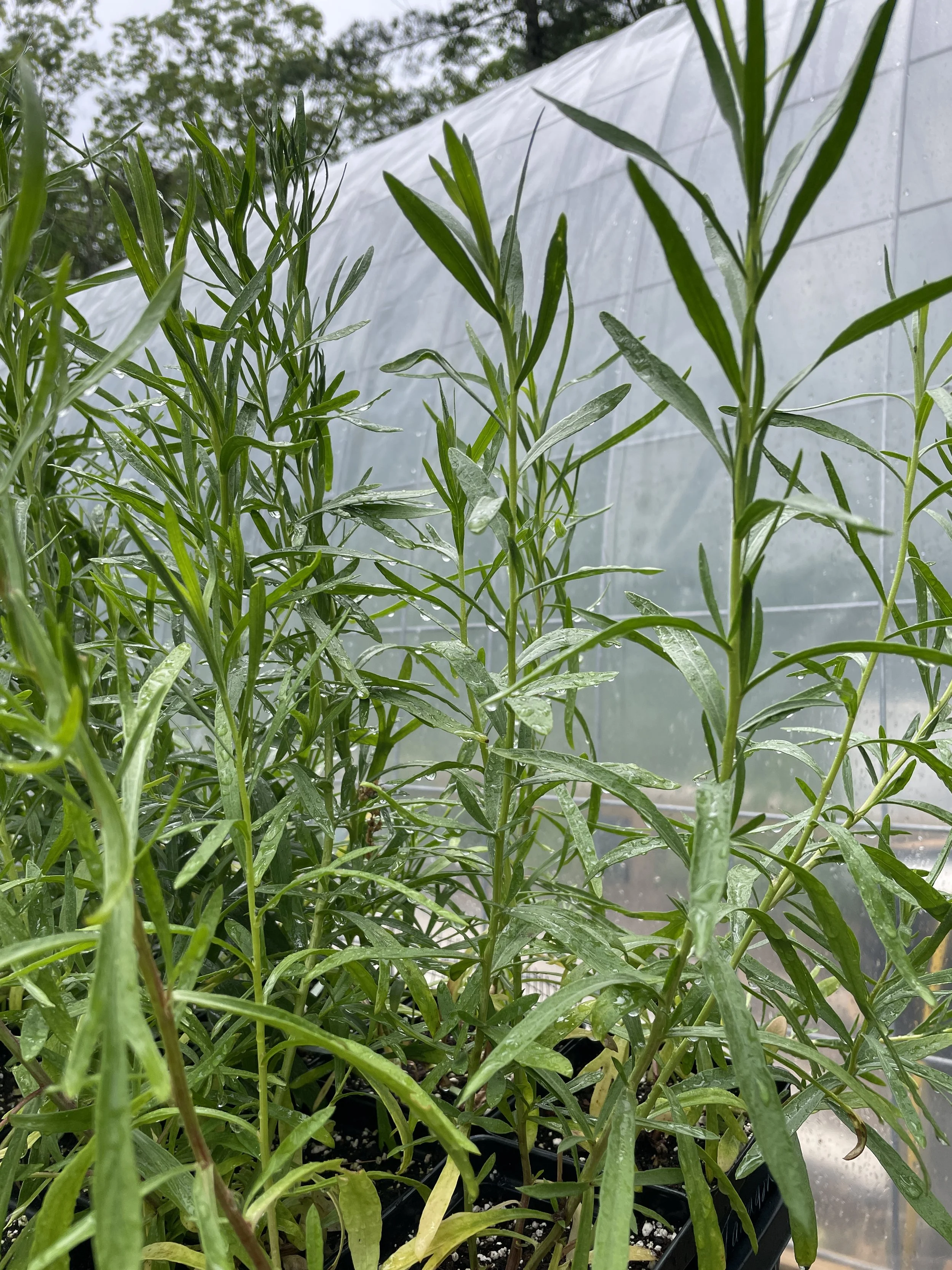Tarragon