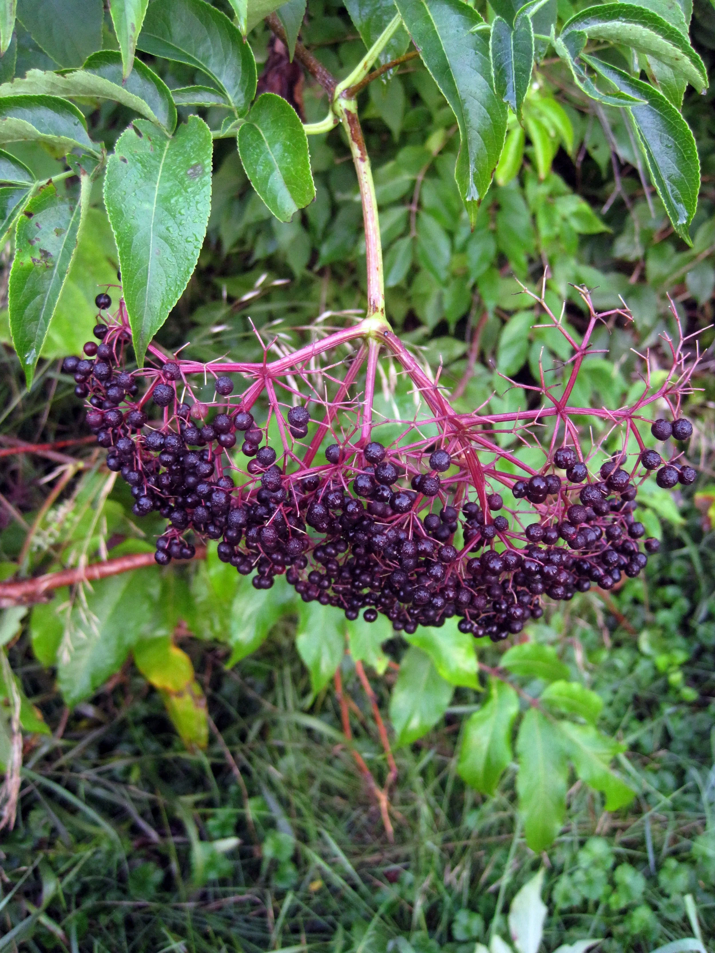 black_elderberry3_full.jpg