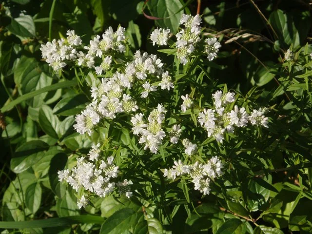 Virginia Mountain-Mint