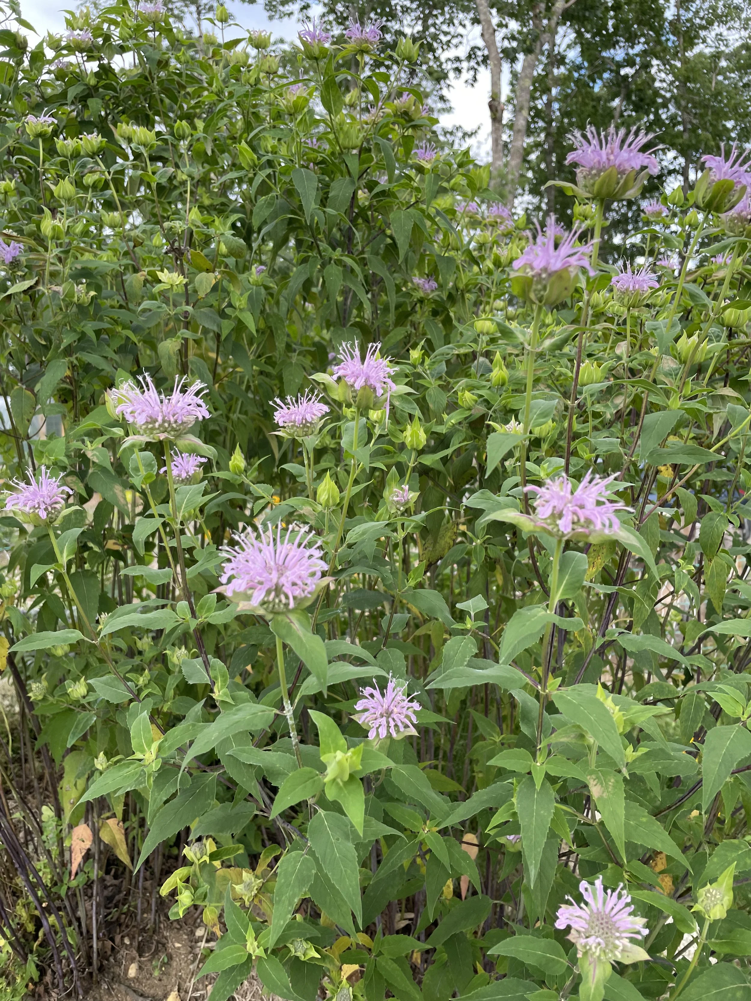 Wild Bergamot