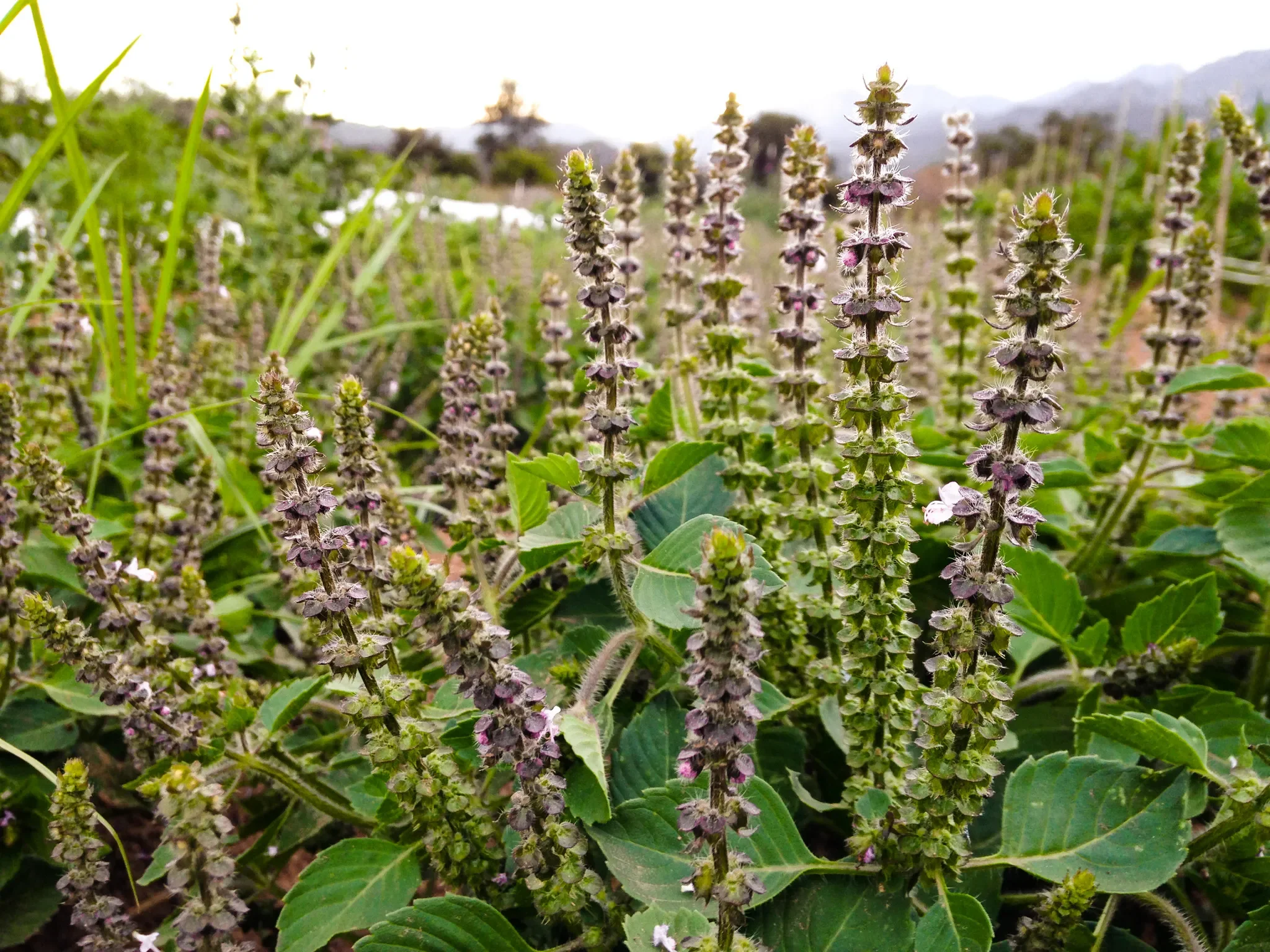 holy-basil.webp