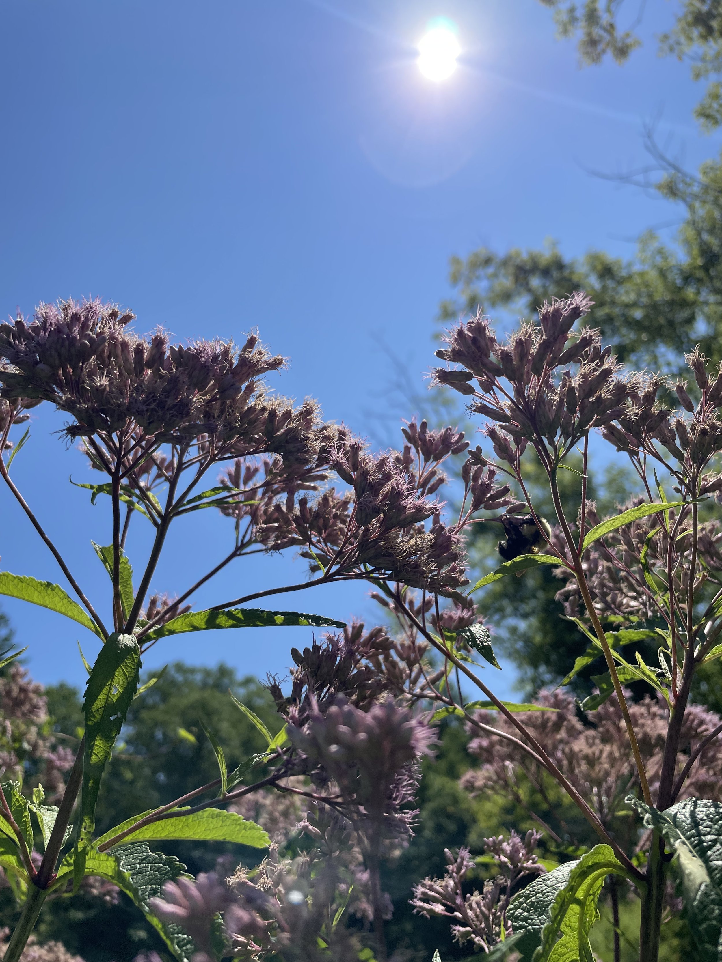 Joe Pye Weed