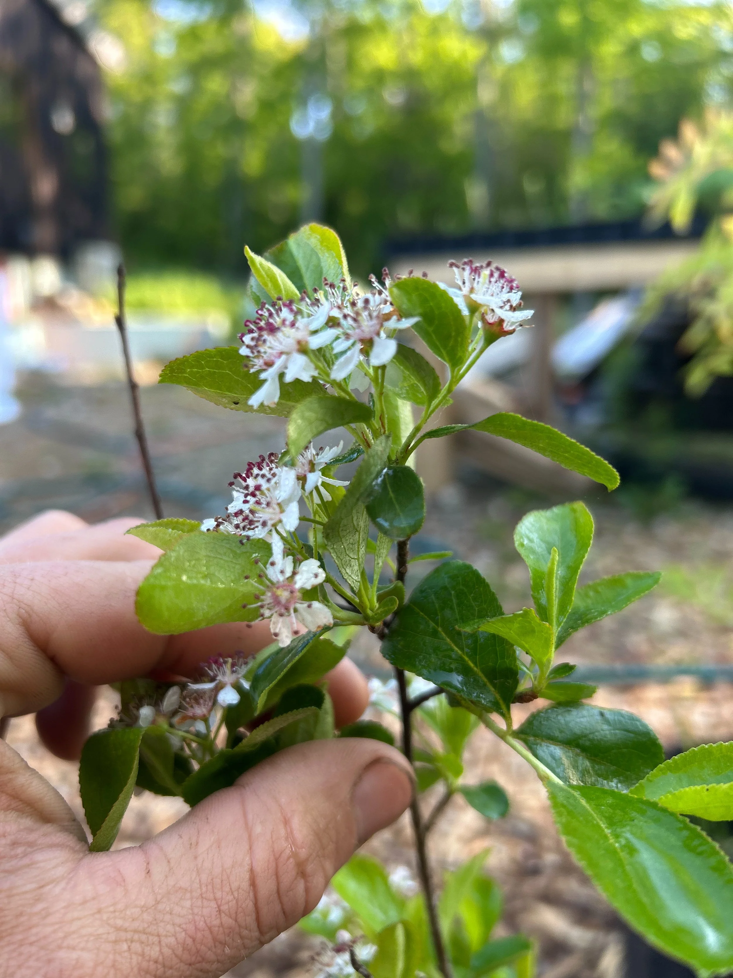 Black Chokeberry