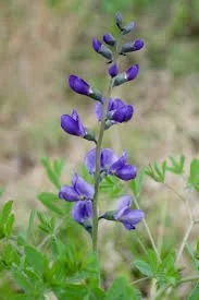 Blue Wild Indigo