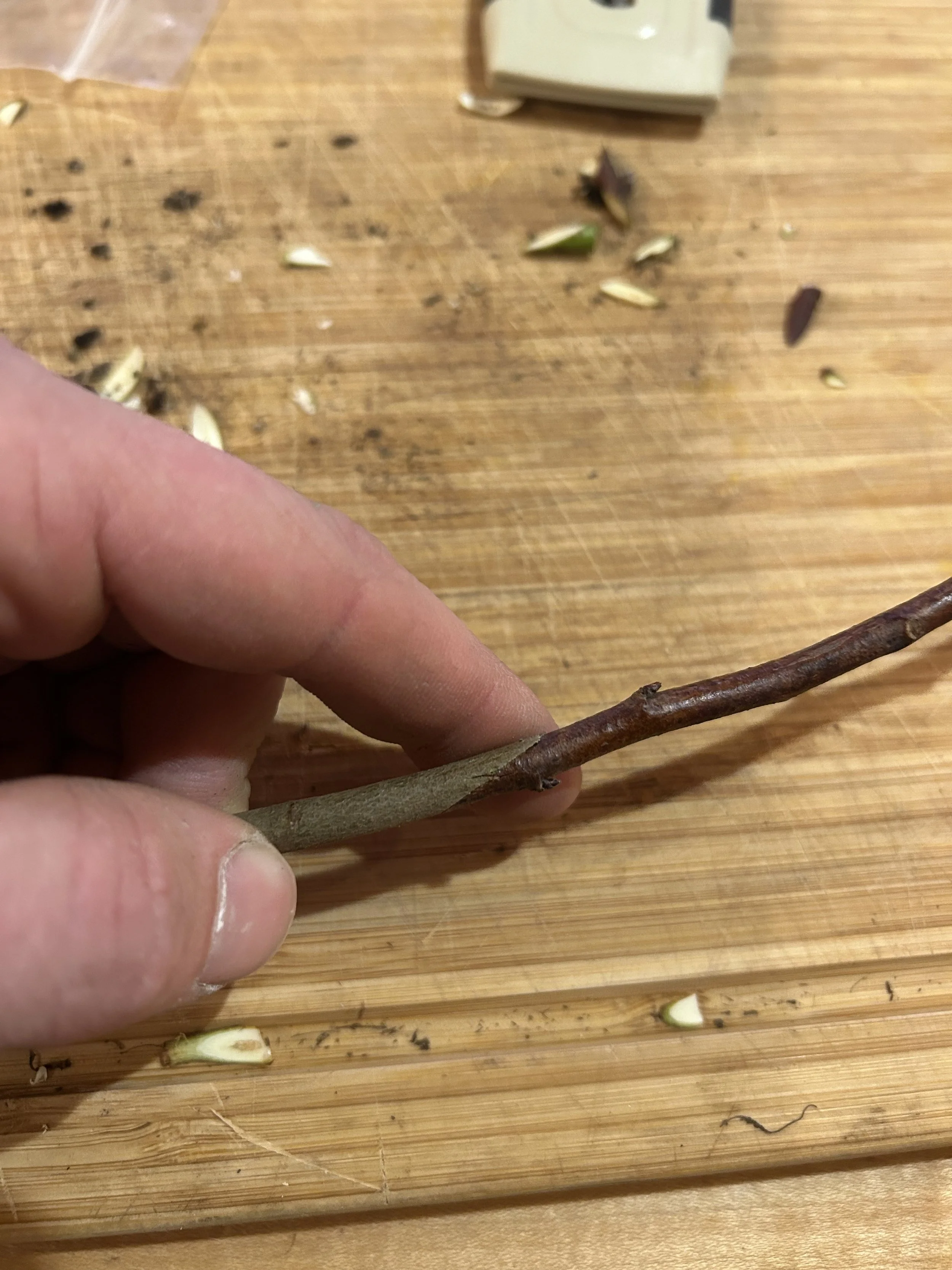 Apple Grafting Workshop April 26, 2026