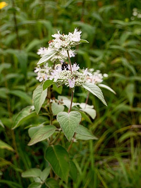 Clustered Mountain-mint