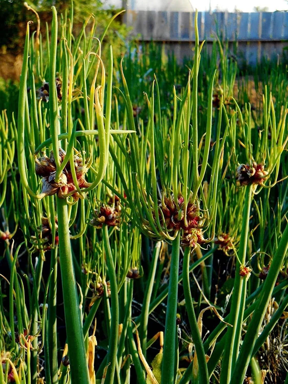Egyptian Walking Onion