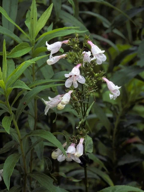 Foxglove Beardtongue
