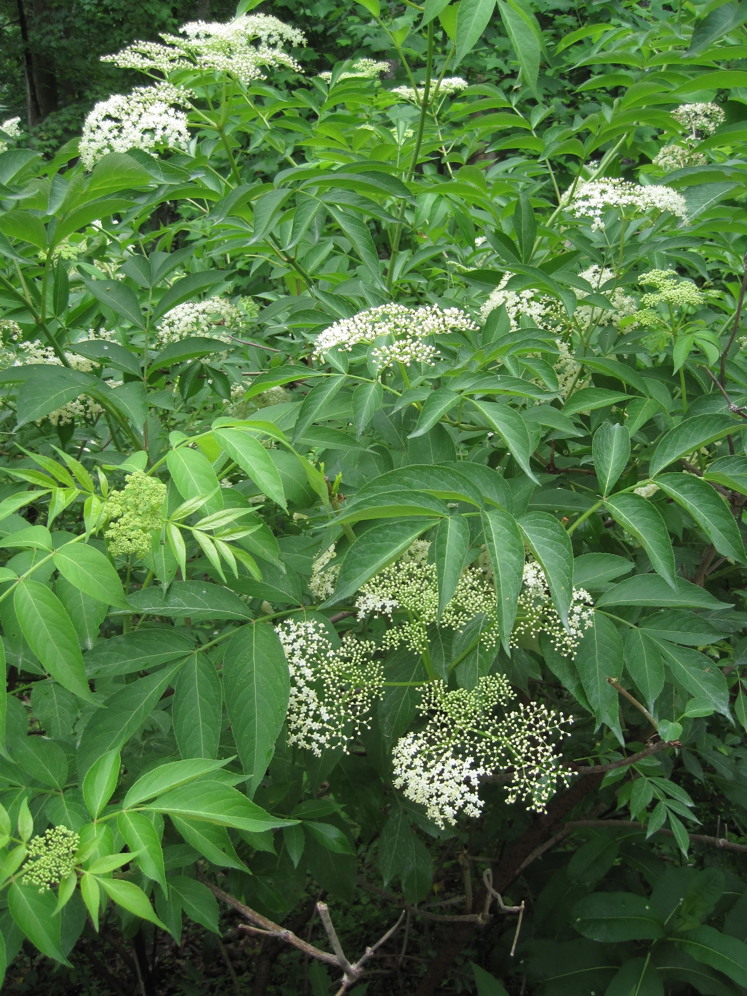 black_elderberry1_full.jpeg