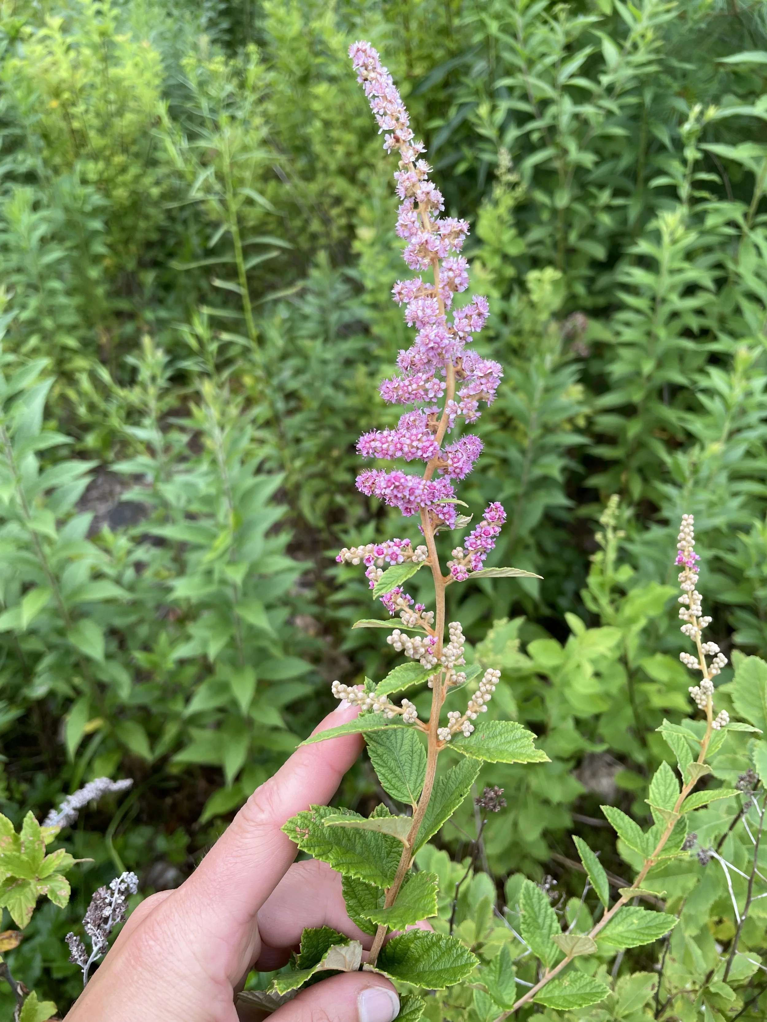 Steeplebush