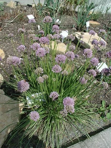 mouse garlic.jpg