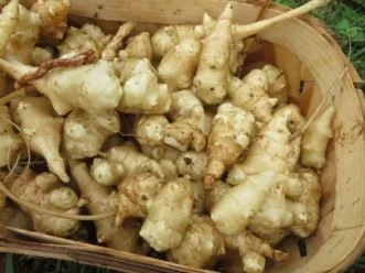 sunchoke 2.jpg