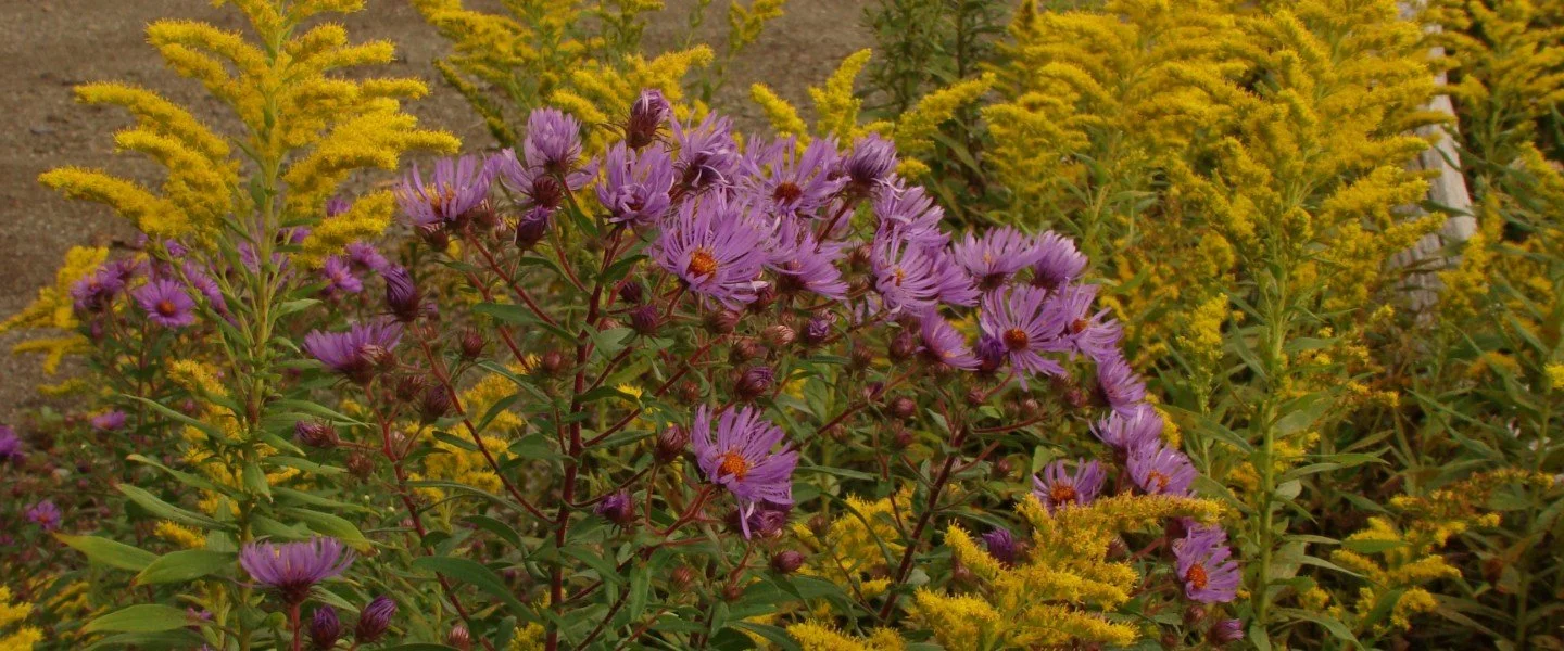 New England Aster