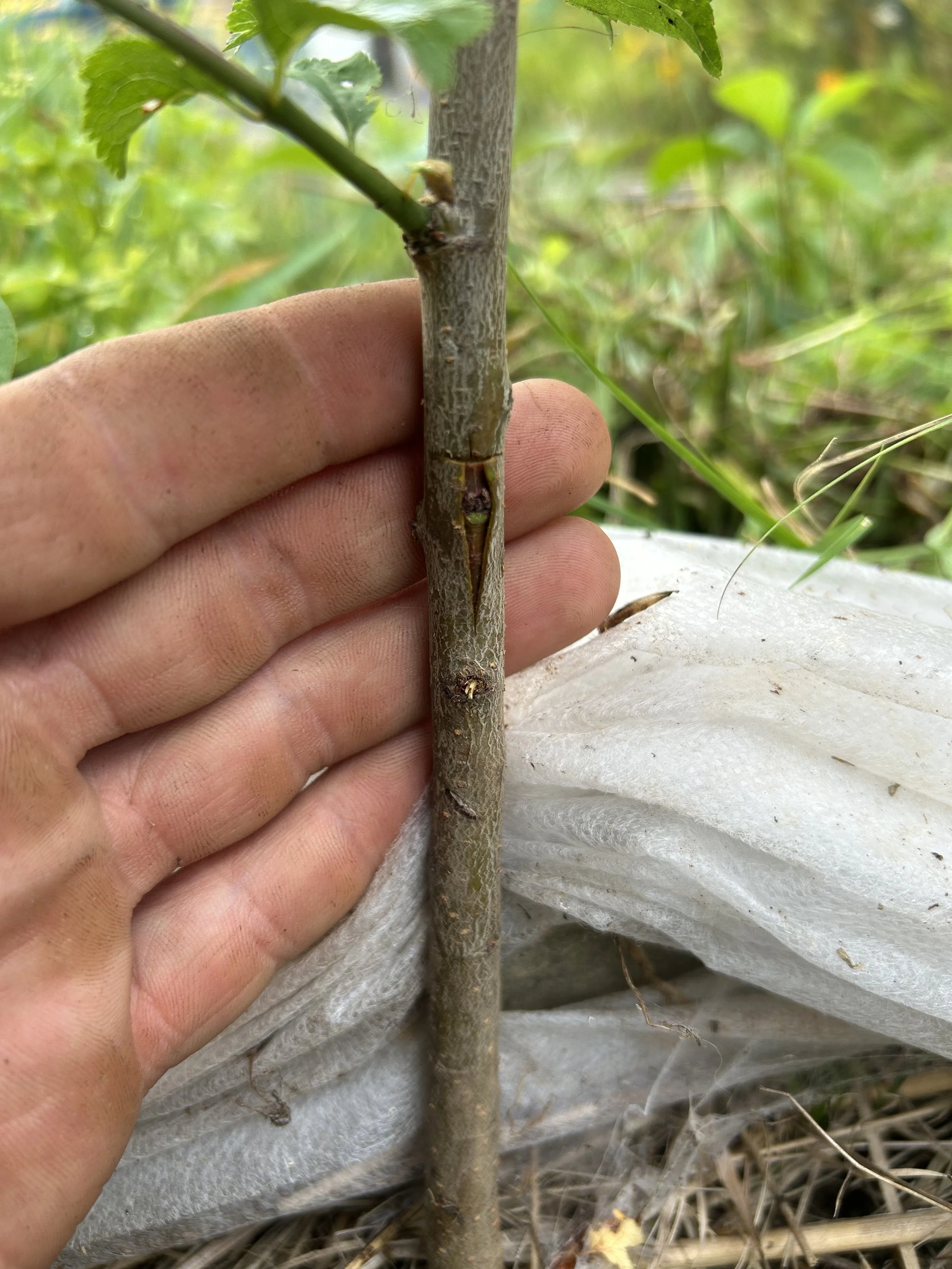Bud grafting workshop July 25, 2026