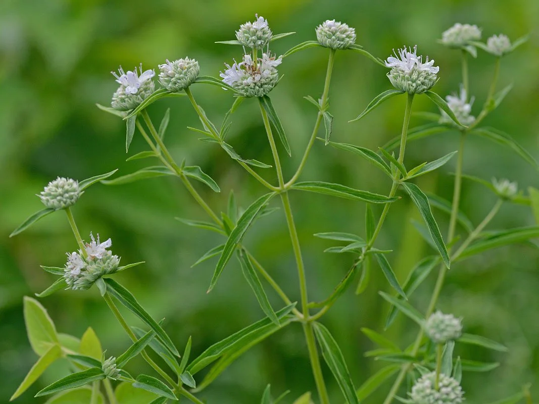 Torrey mtn mint.jpg