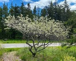 beach plum2.jpeg
