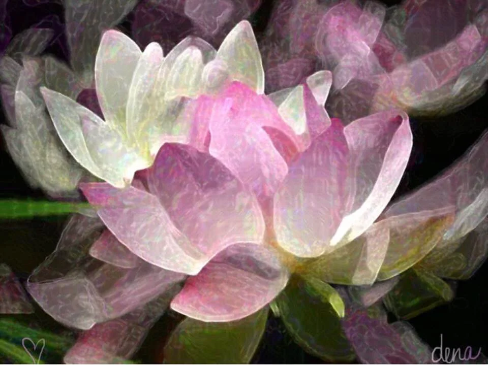 lotus.jpg