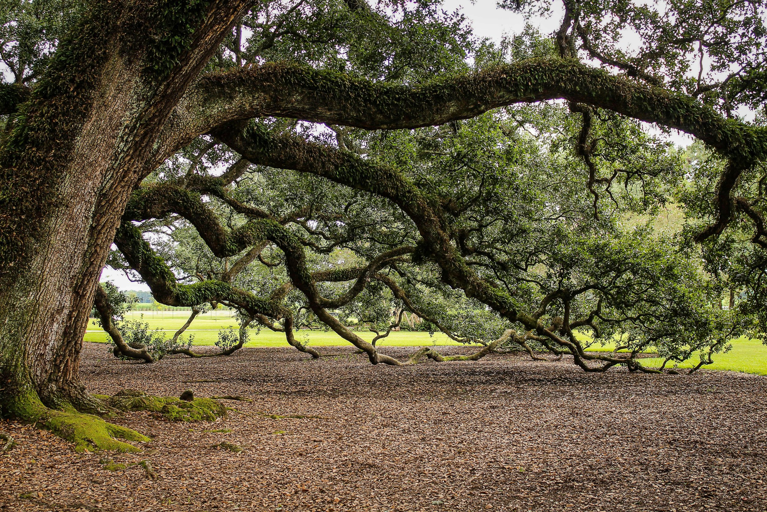 Large, sprawling tree with twisted branches and green leaves, growing over a brown, gravelly ground in a park with green grass and open sky in the background.