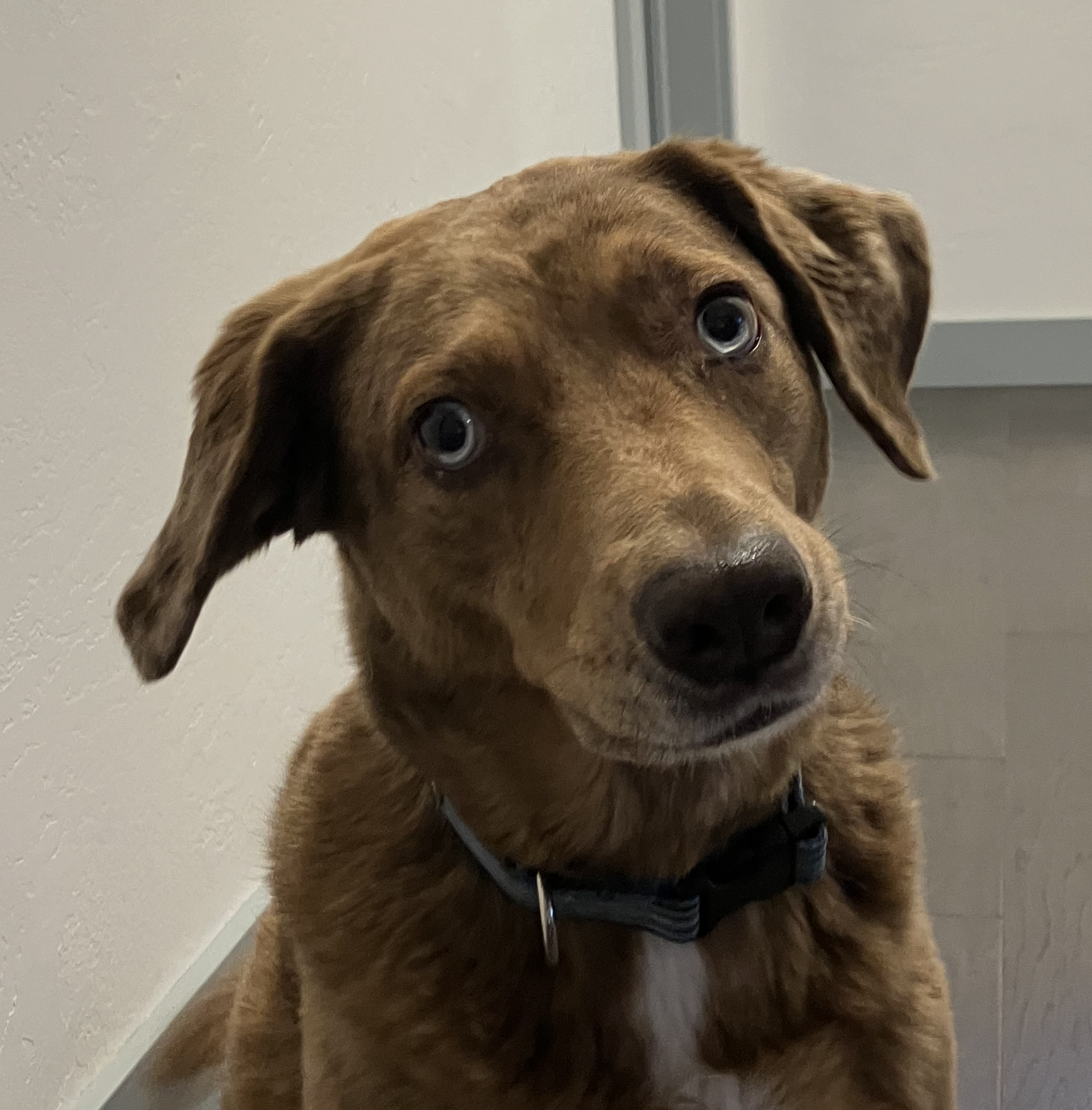 Riley the Dog, Vice Chair of the Livingston Bluegrass Committee