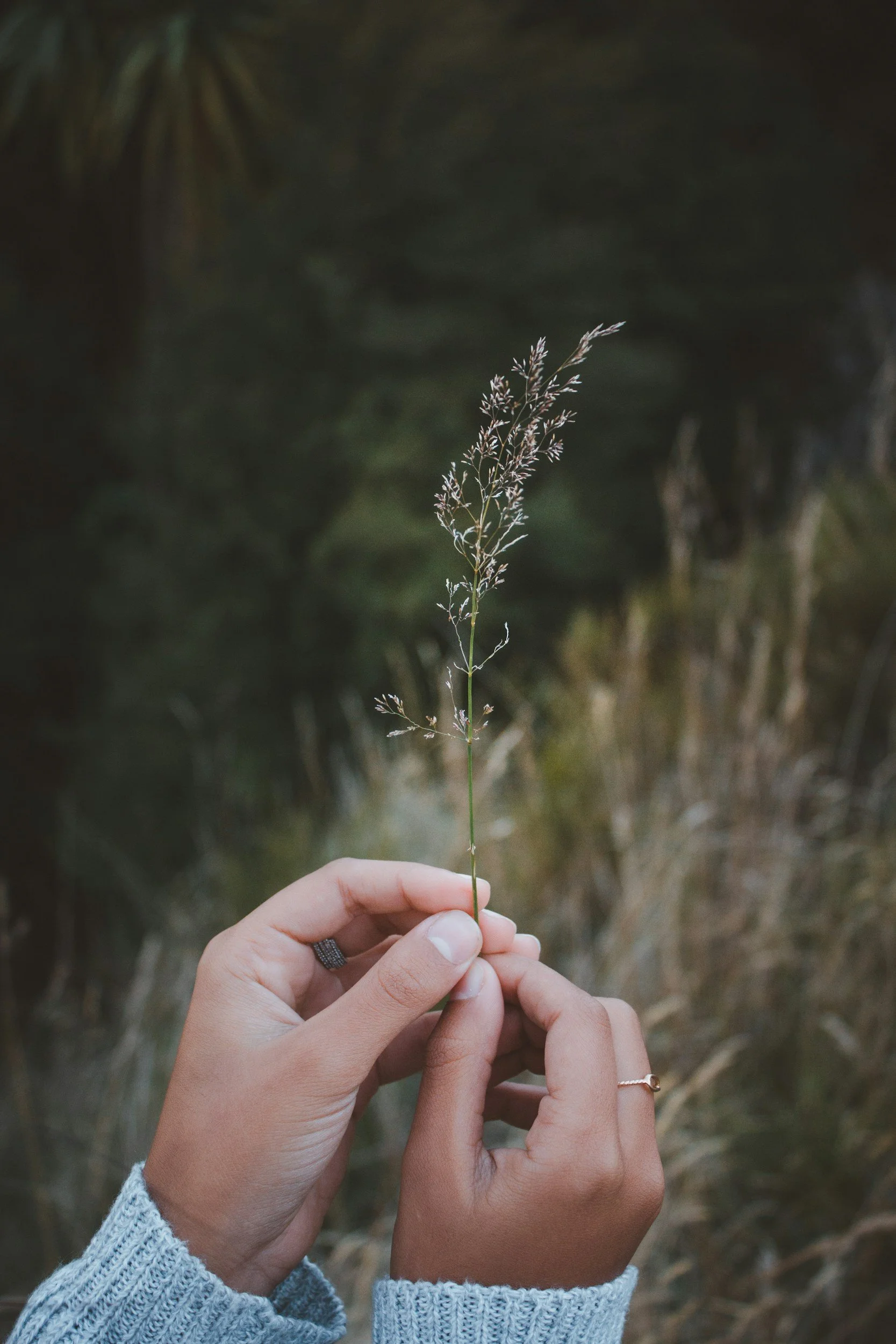 A person's hands holding a delicate grass stem in an outdoor setting with blurred greenery in the background.