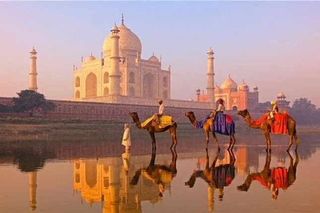 Taj Mahal and Wildlife