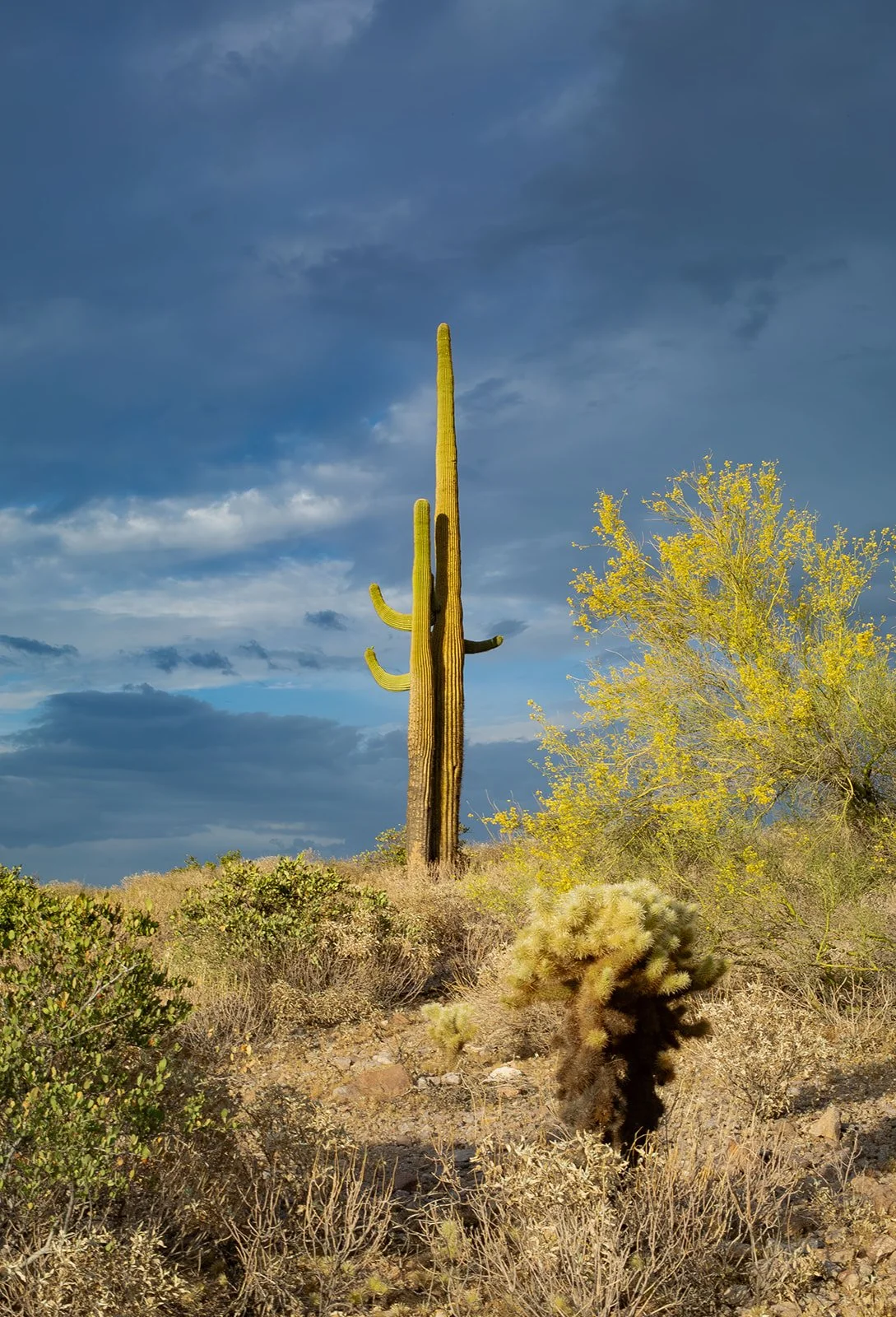 Lost Dutchman Proposal Photography-48.jpg