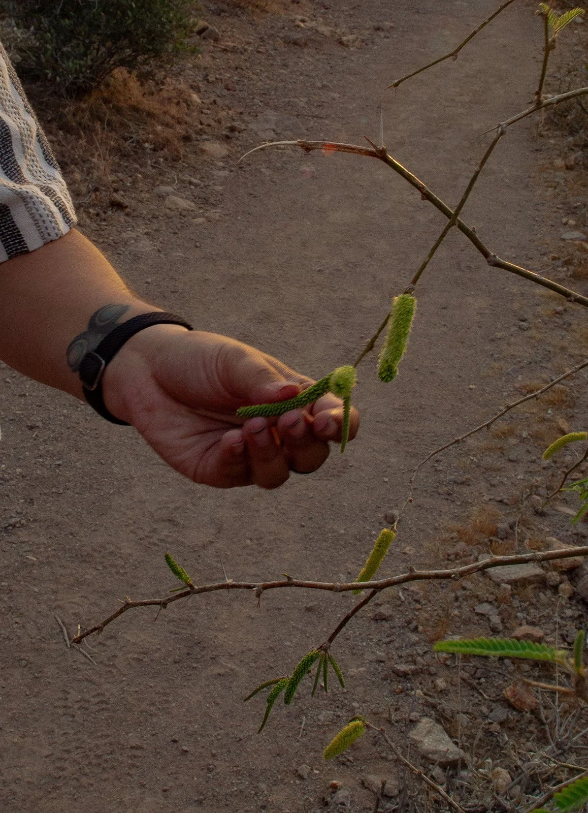 Lost Dutchman Proposal Photography-121.jpg