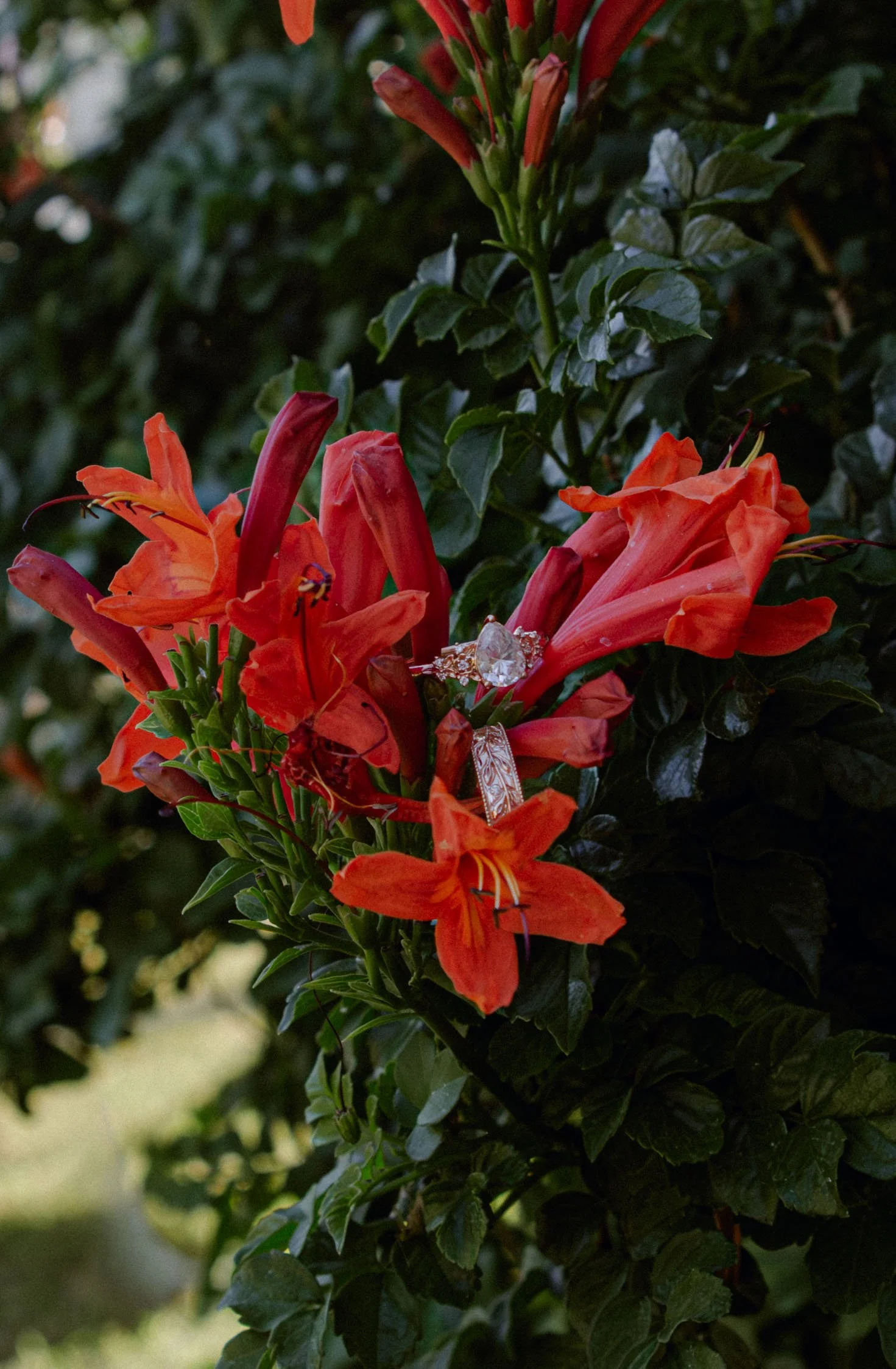 Phoenix Backyard Wedding (H+J)-8.jpg
