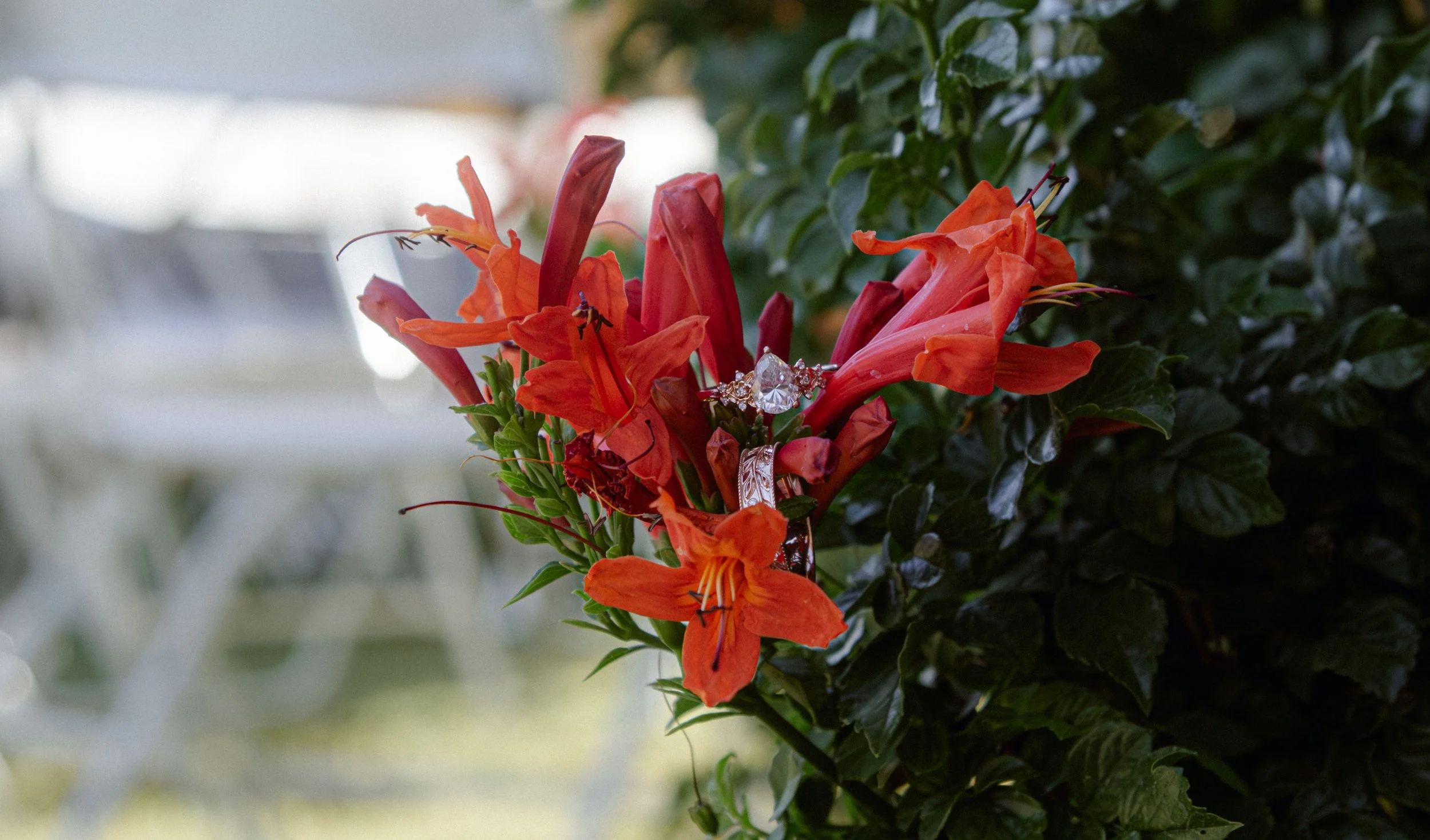Phoenix Backyard Wedding (H+J)-9.jpg