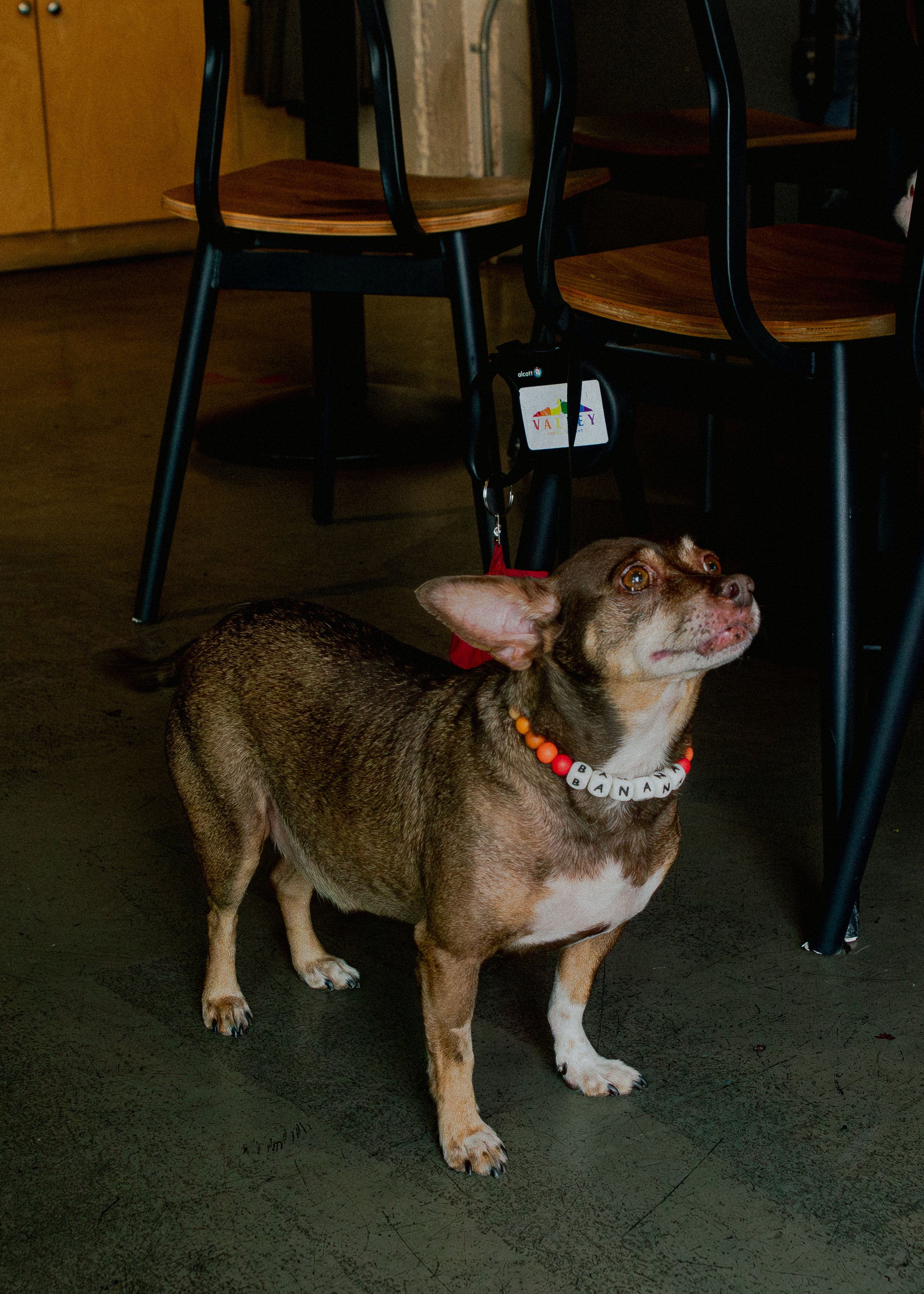 Coffee Shop Queer Engagement - A+J-34.jpg