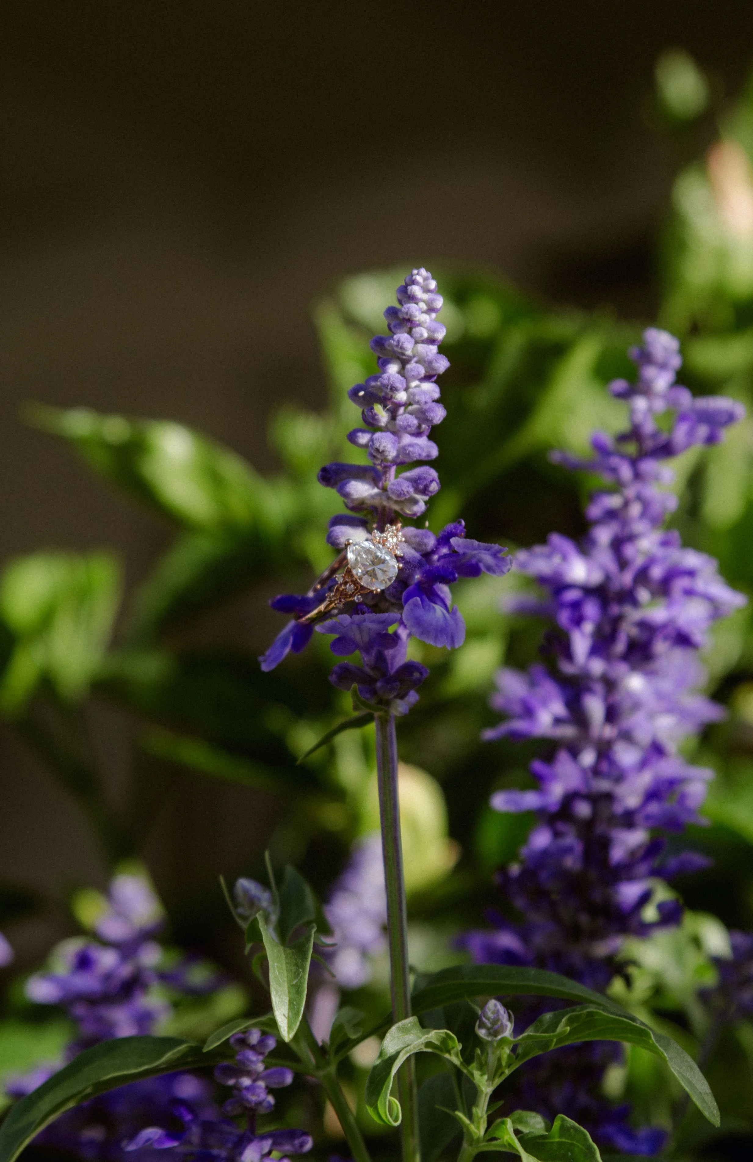Phoenix Backyard Wedding (H+J)-7.jpg