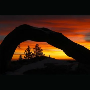 Sunset over a landscape with a large, curved tree arching over the scene, silhouetted against an orange and red sky. with trees in the background.