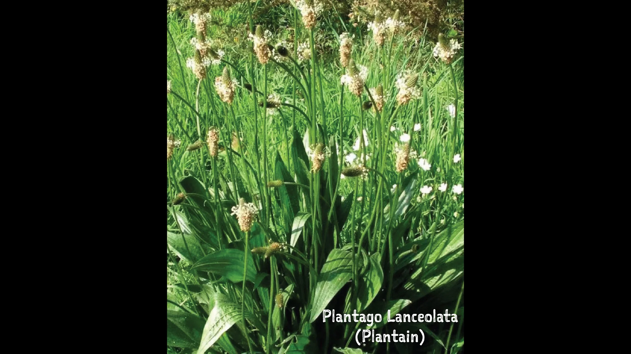 A dense patch of green plants with white and pinkish flowers, identified as Plantago Lanceolata (Plantain) by the text at the bottom of the image.