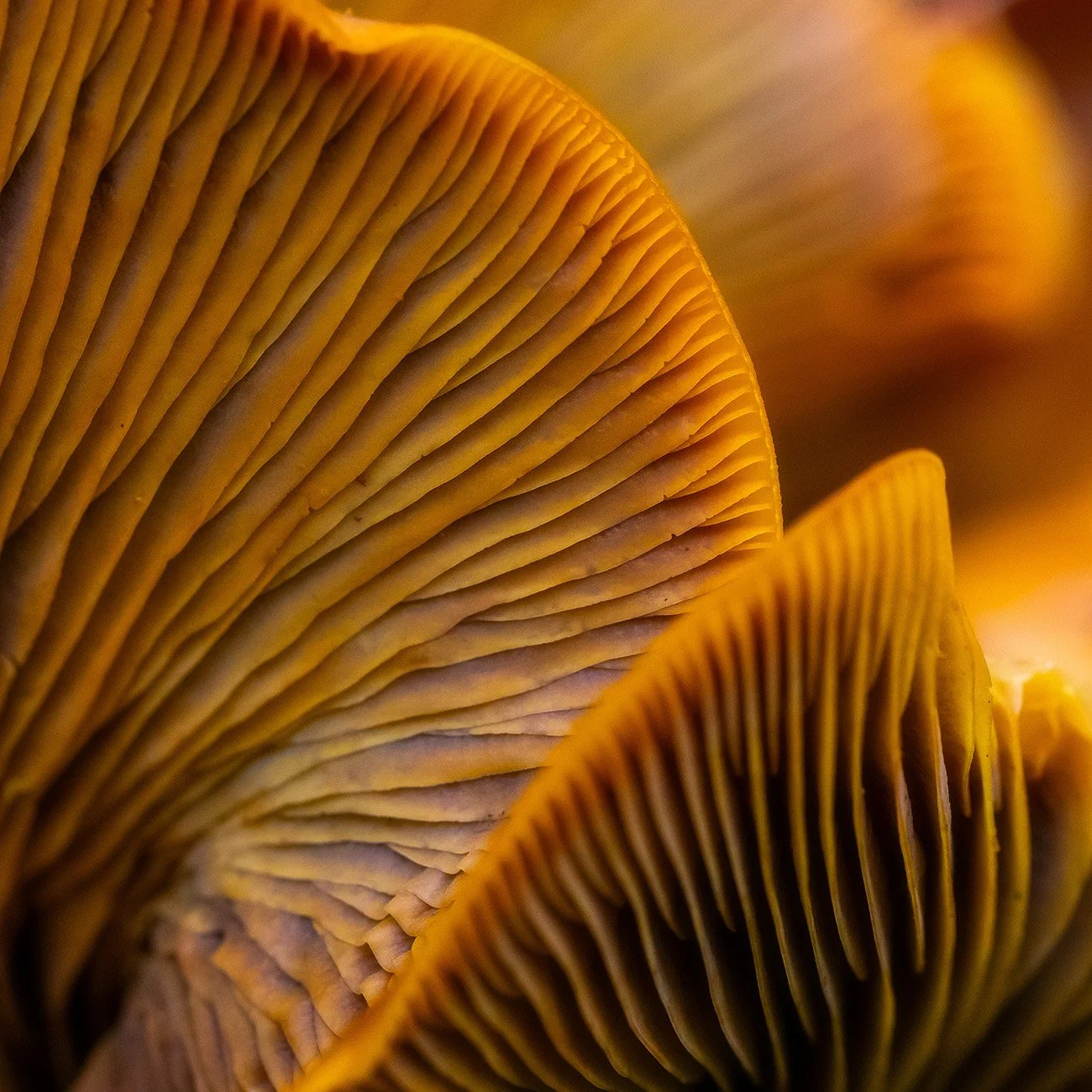 Close-up of Jack o Lantern mushroom gills showing detailed texture and pattern.